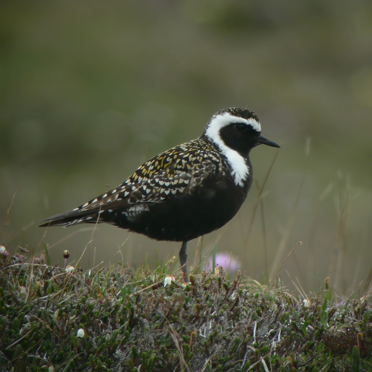 American Golden-Plover - Gary Rosenberg