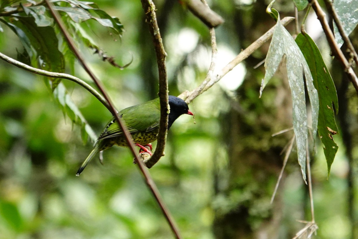 Cotinga à queue rayée - ML609835729