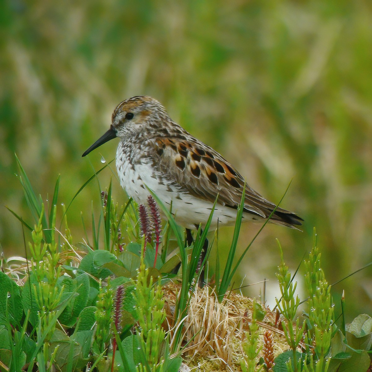 Western Sandpiper - Gary Rosenberg