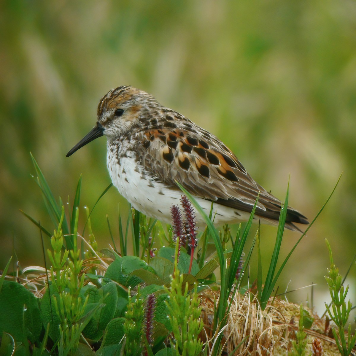 Western Sandpiper - Gary Rosenberg