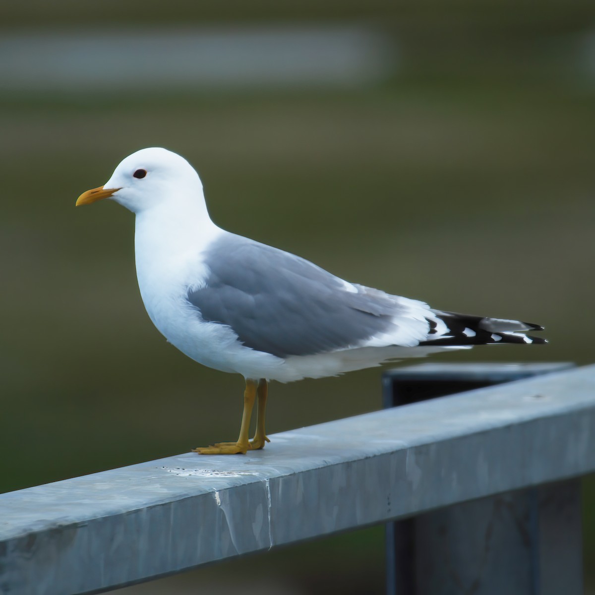 Short-billed Gull - ML609835800