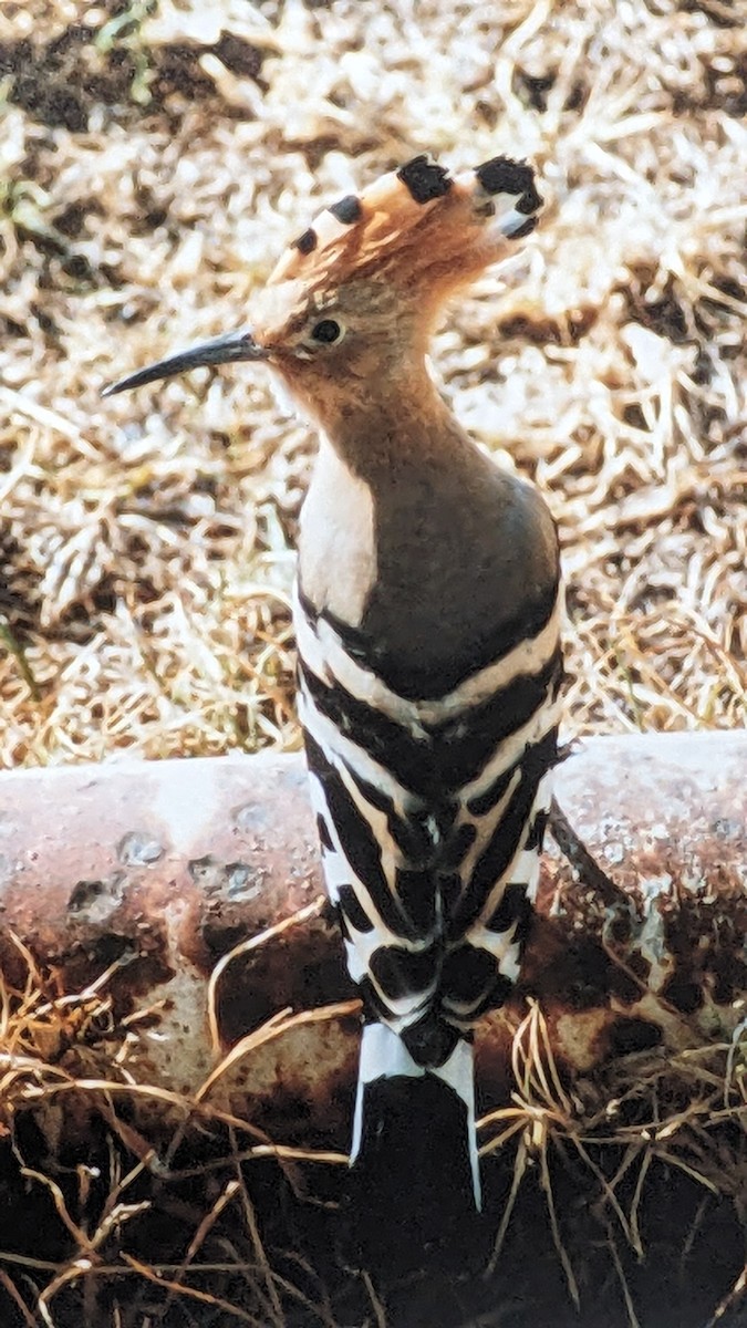 Abubilla Común - ML609835812