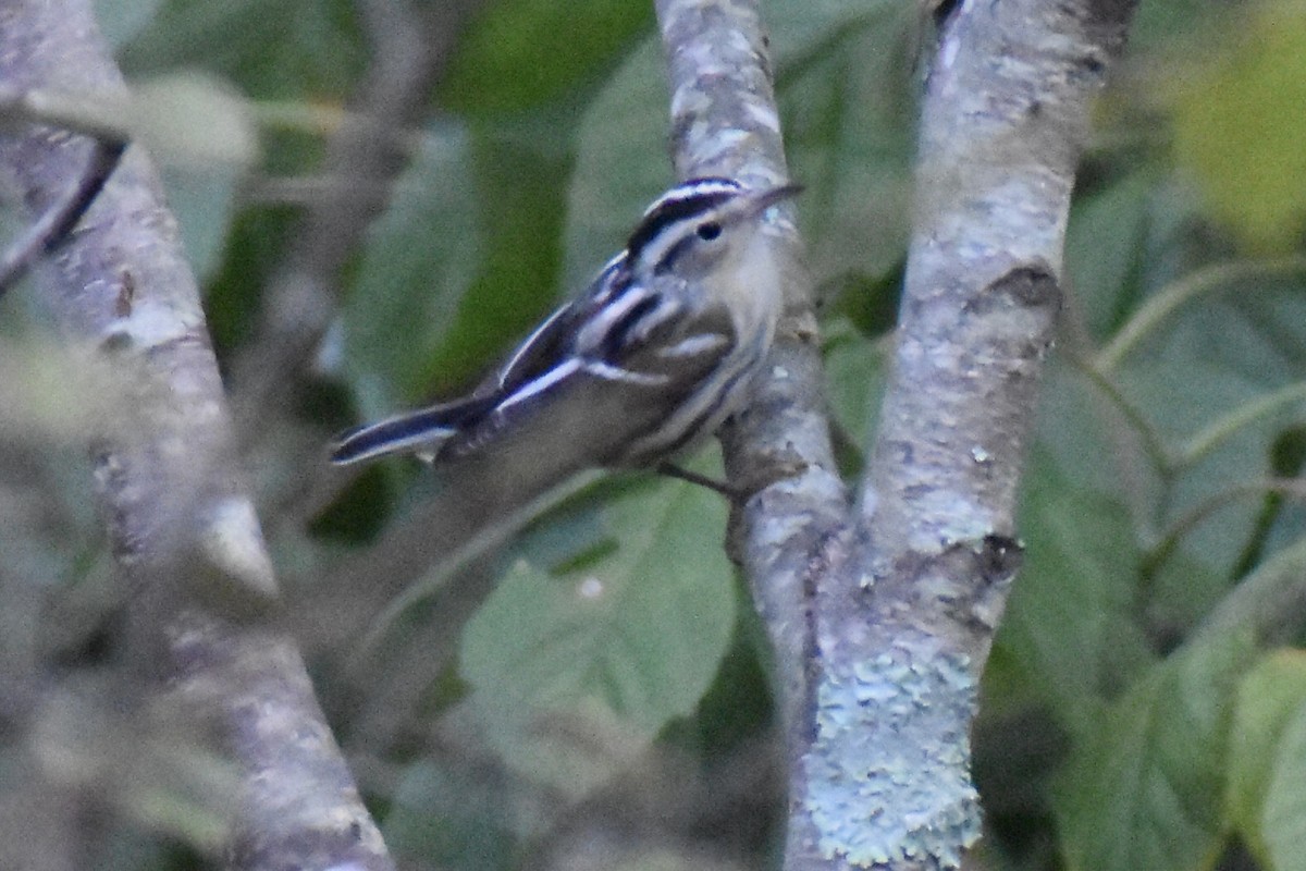 Black-and-white Warbler - ML609835843