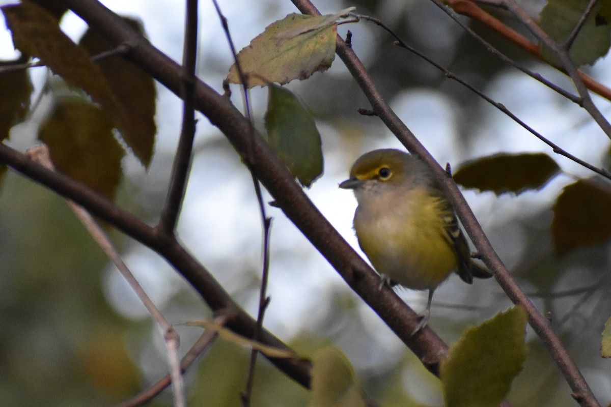 Ak Gözlü Vireo - ML609835855