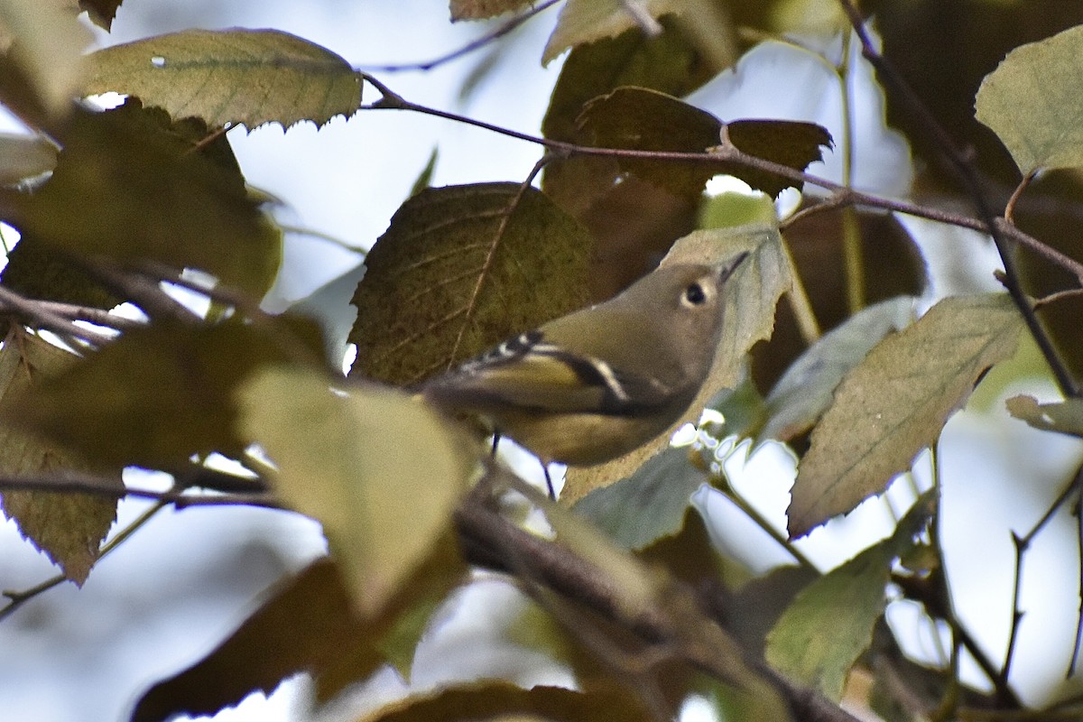 Ruby-crowned Kinglet - ML609835863