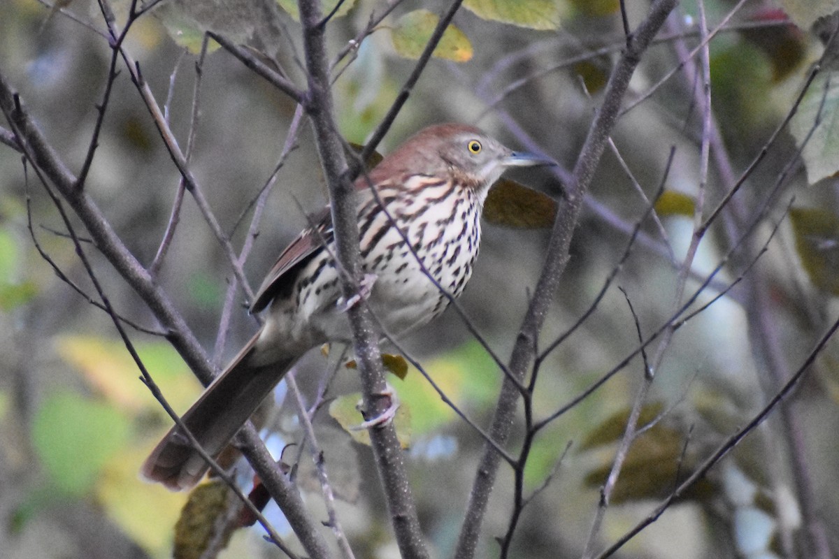 Brown Thrasher - Christian Feldt