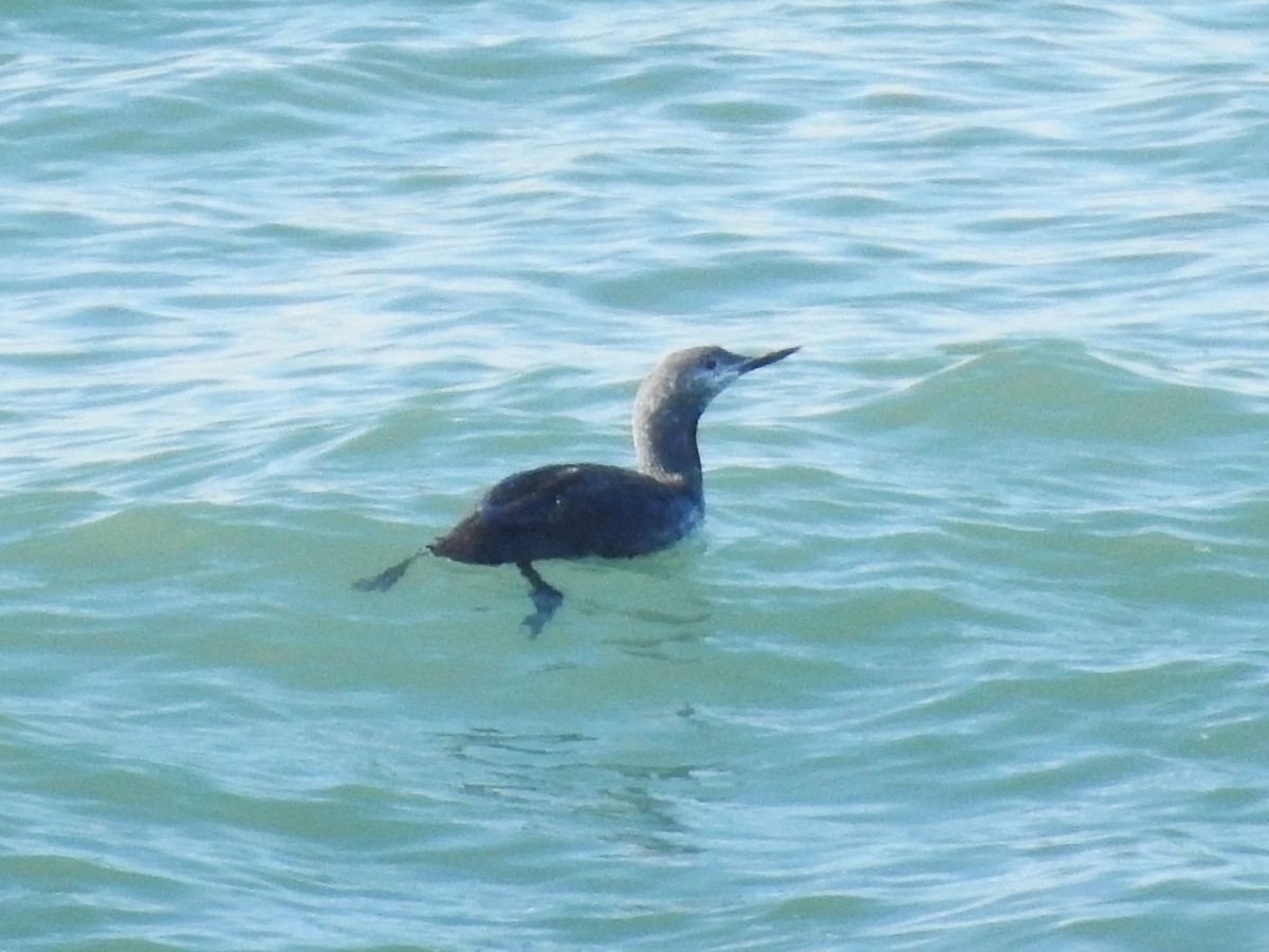 Red-throated Loon - Mike Ferguson