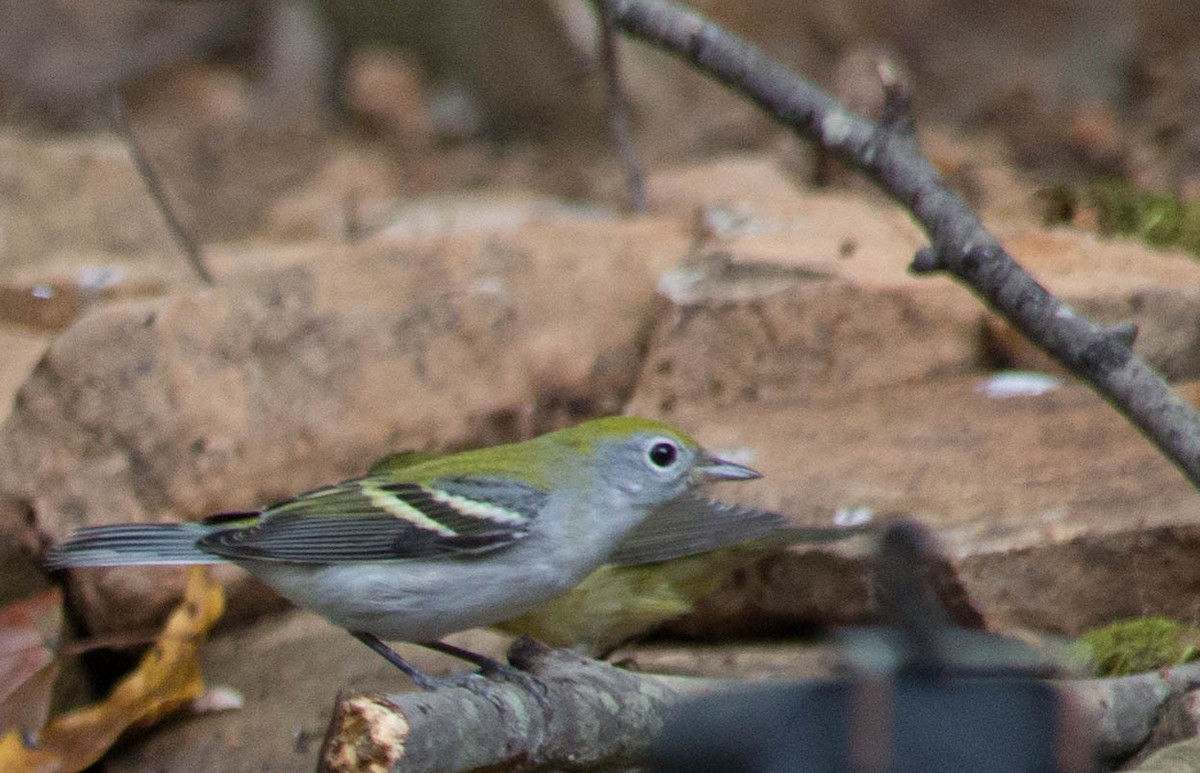 Chestnut-sided Warbler - Sandy Manter