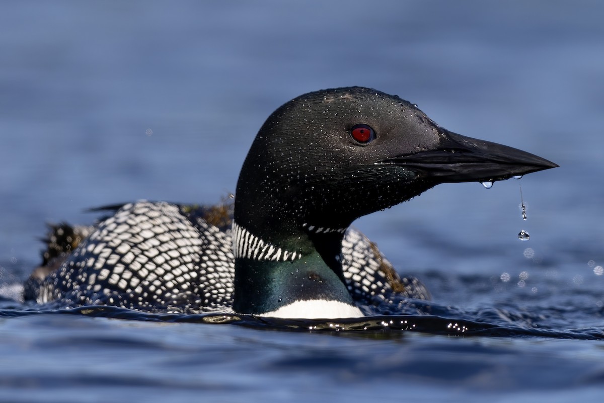 Common Loon - ML609835901