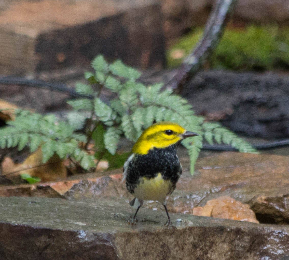 Black-throated Green Warbler - Sandy Manter