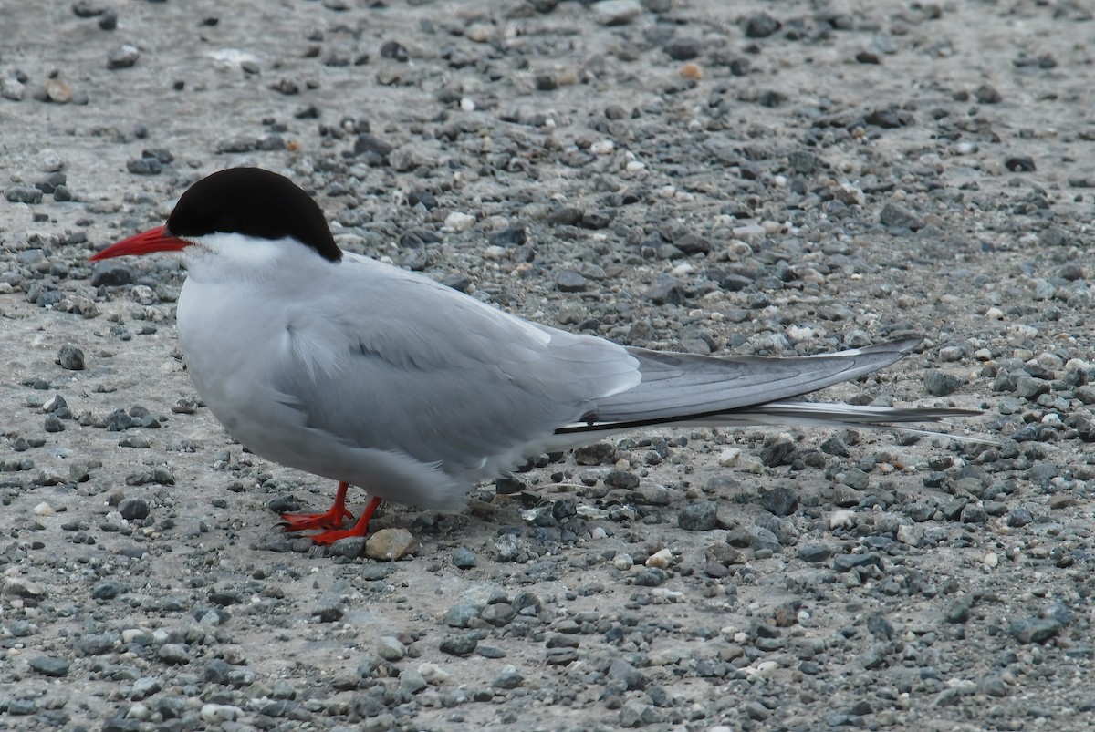 Arctic Tern - ML609835964
