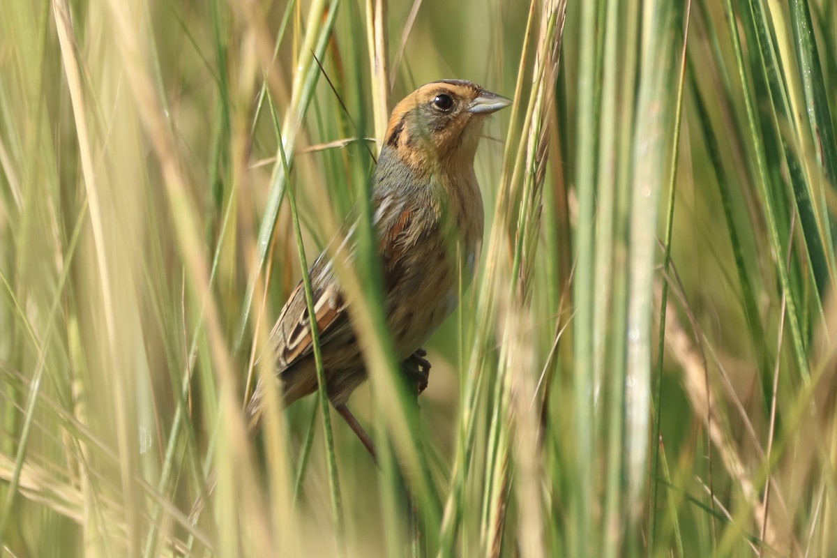 Bruant à queue aiguë - ML609835971