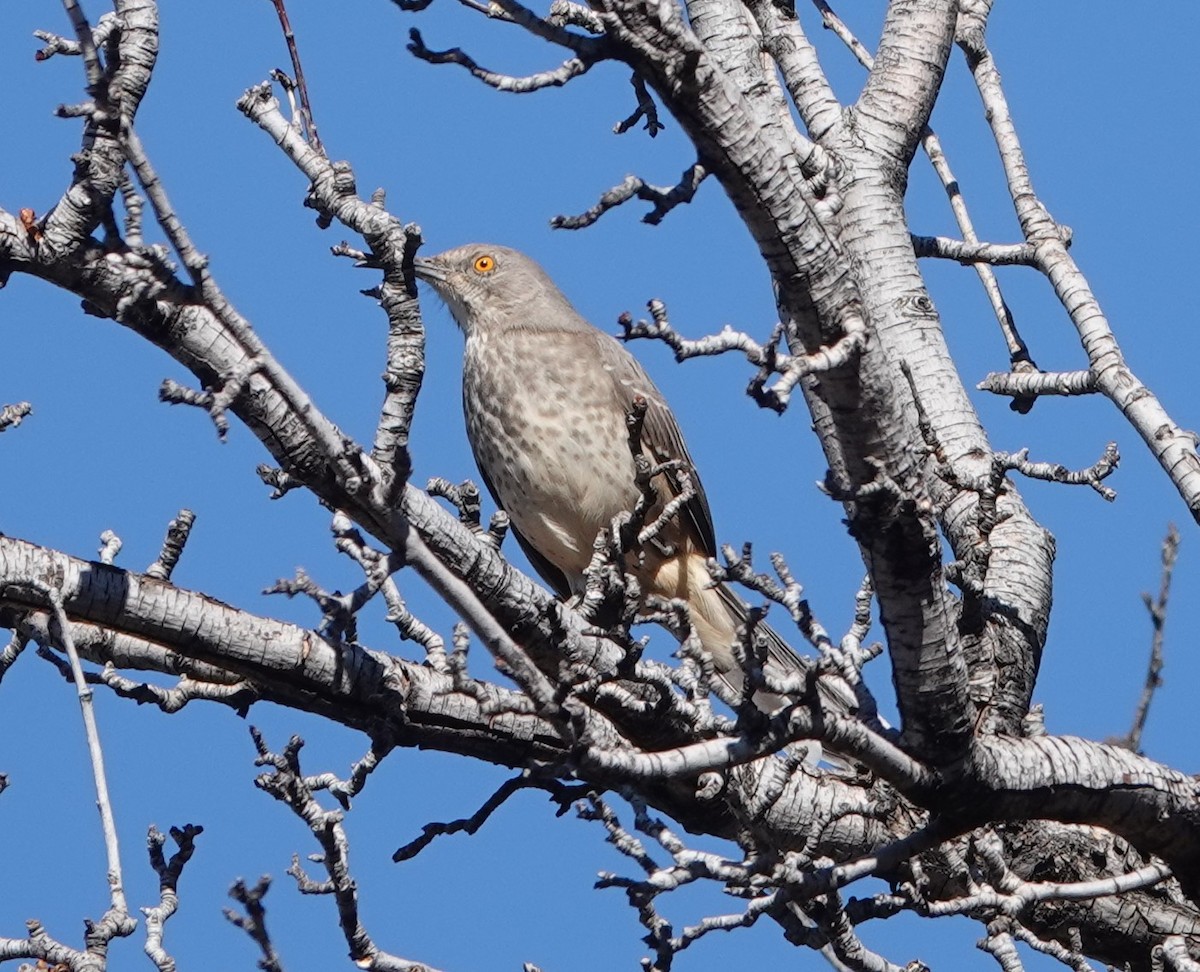 Curve-billed Thrasher - ML609836024