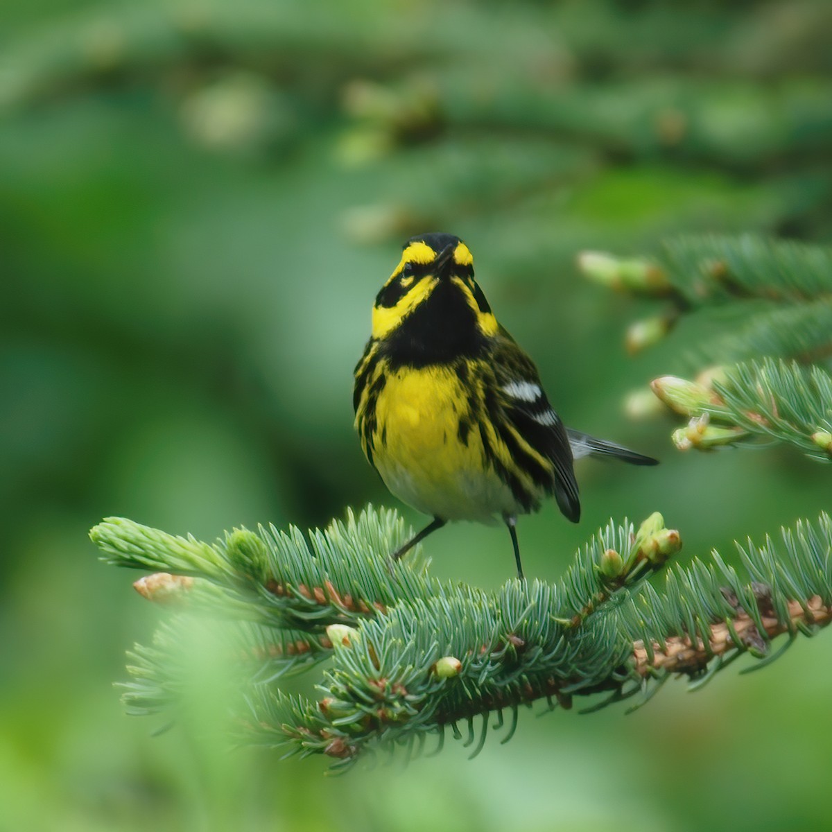 Townsend's Warbler - ML609836029