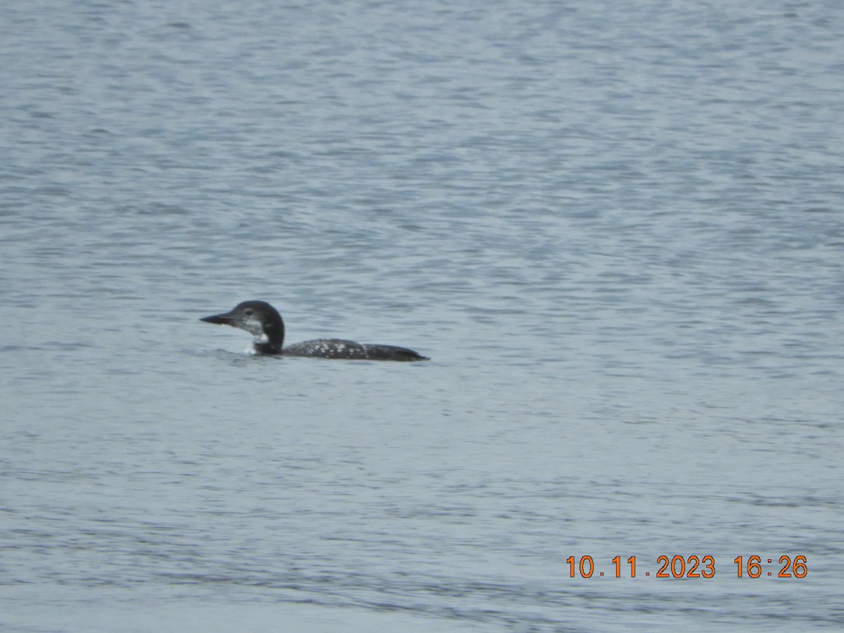 Common Loon - Charles  Ritter