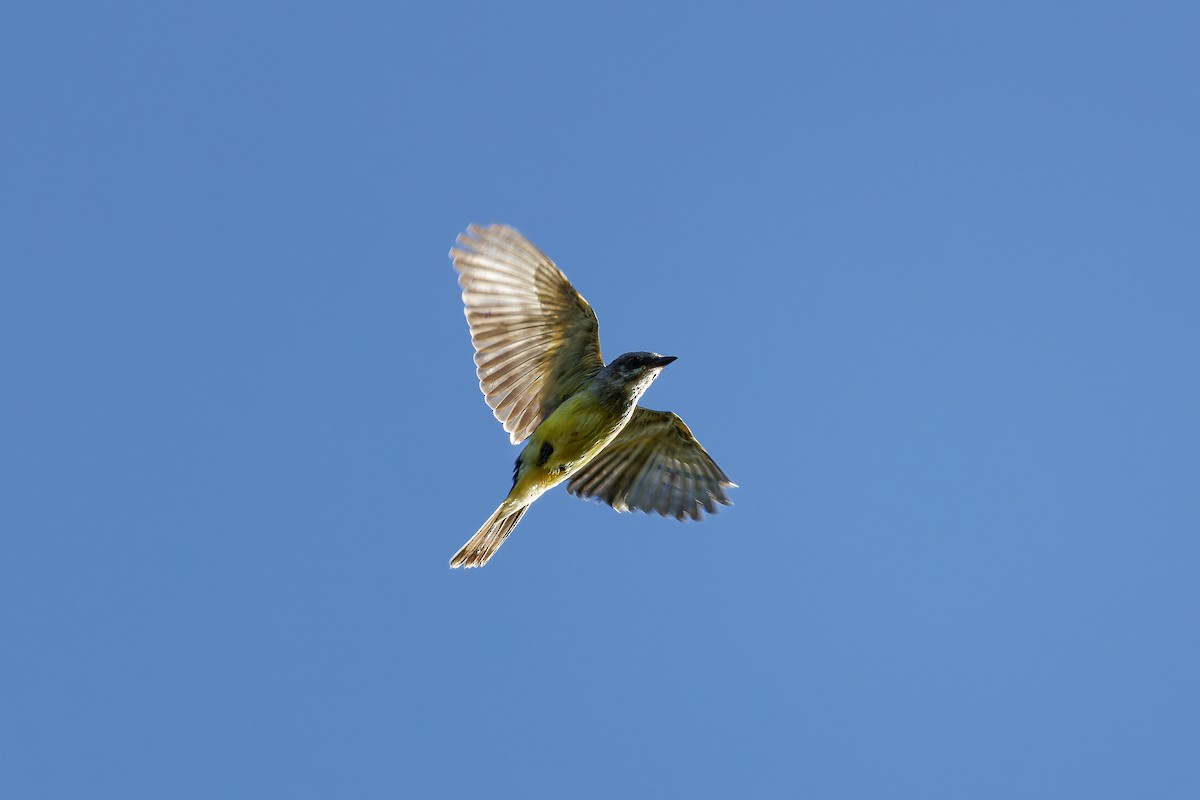 Western Kingbird - ML609836070