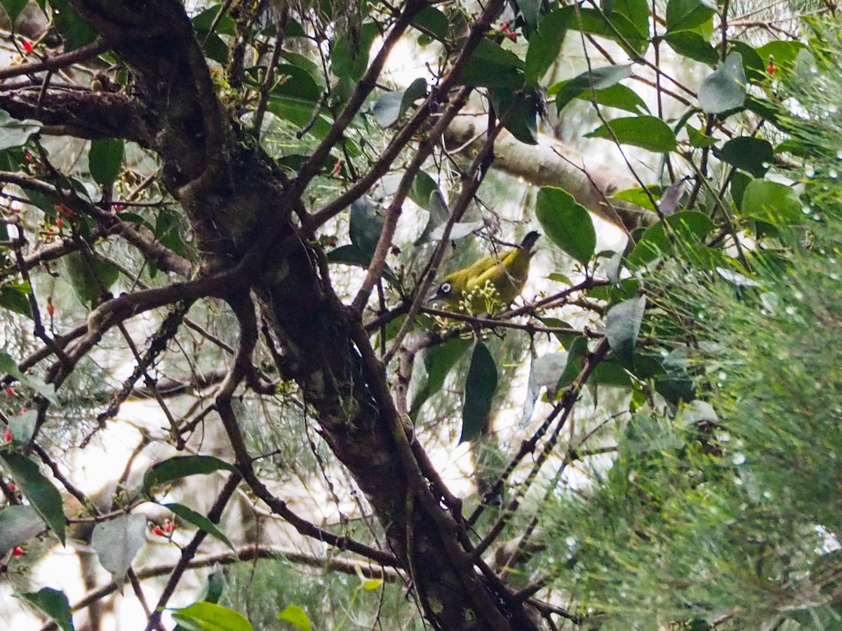 Capped White-eye - ML609836138