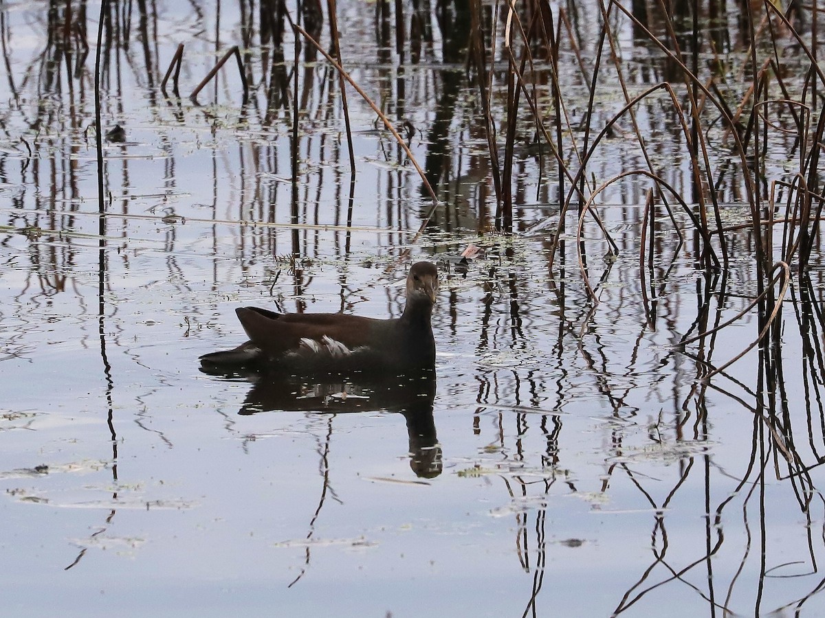 Gallinule d'Amérique - ML609836173