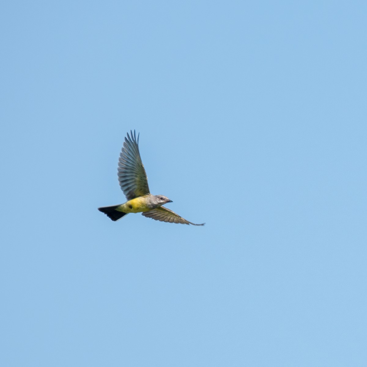 Western Kingbird - ML609836205