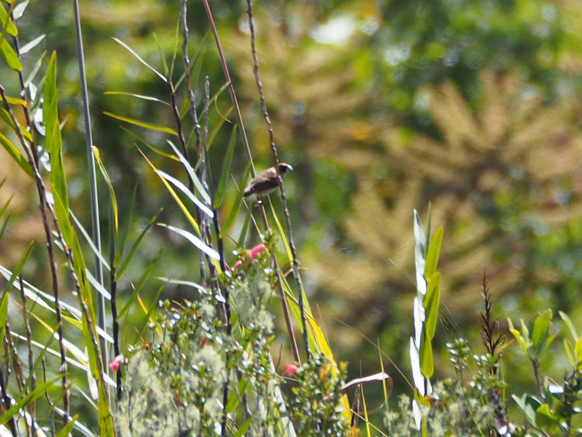 Black-breasted Munia - ML609836248