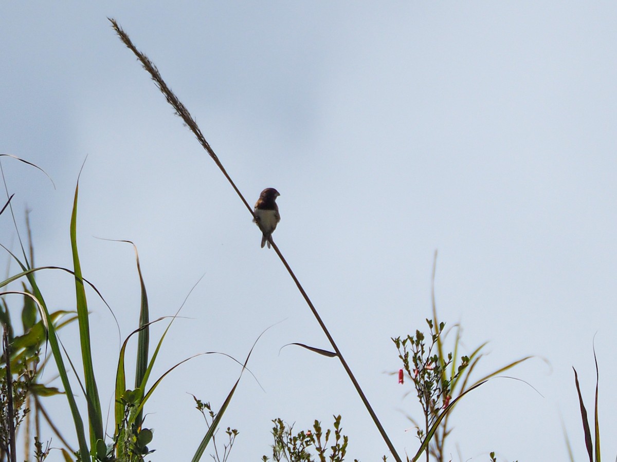 Black-breasted Munia - Anonymous