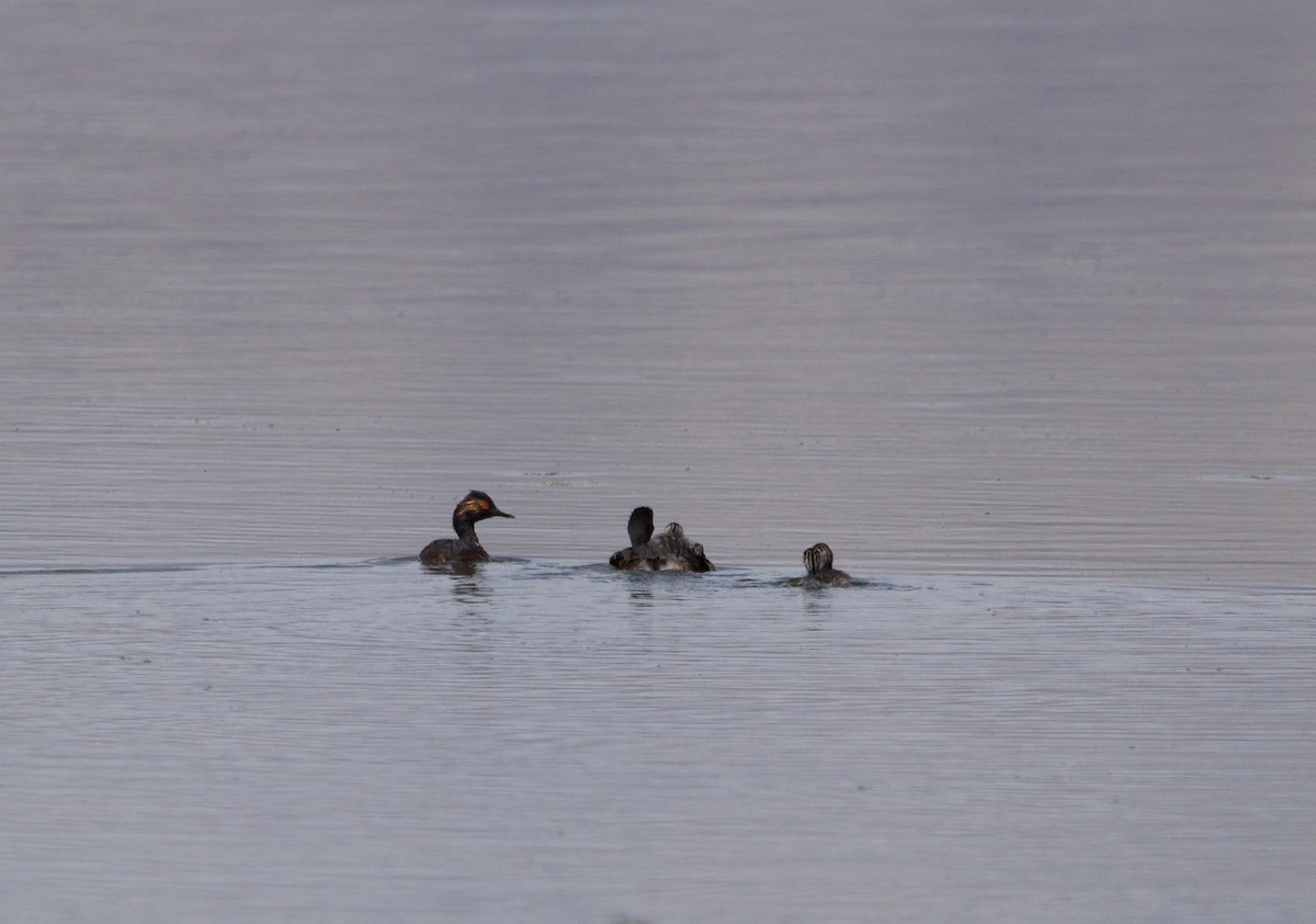 Eared Grebe - ned bohman