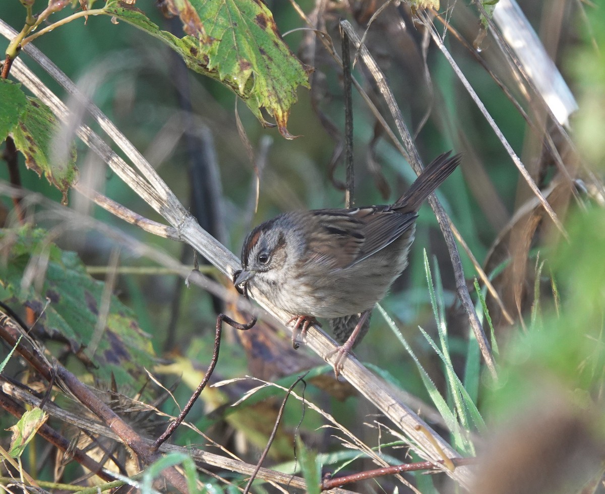 Swamp Sparrow - ML609836581