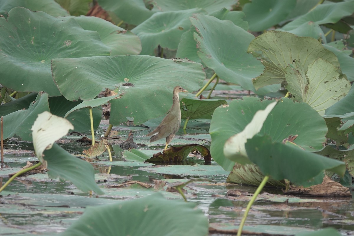 Purple Gallinule - Jamie Moon