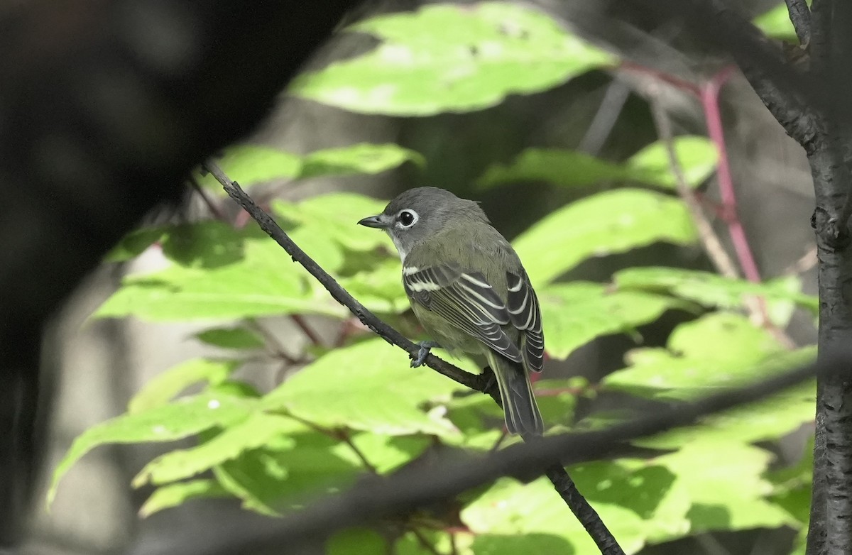 Blue-headed Vireo - ML609836596