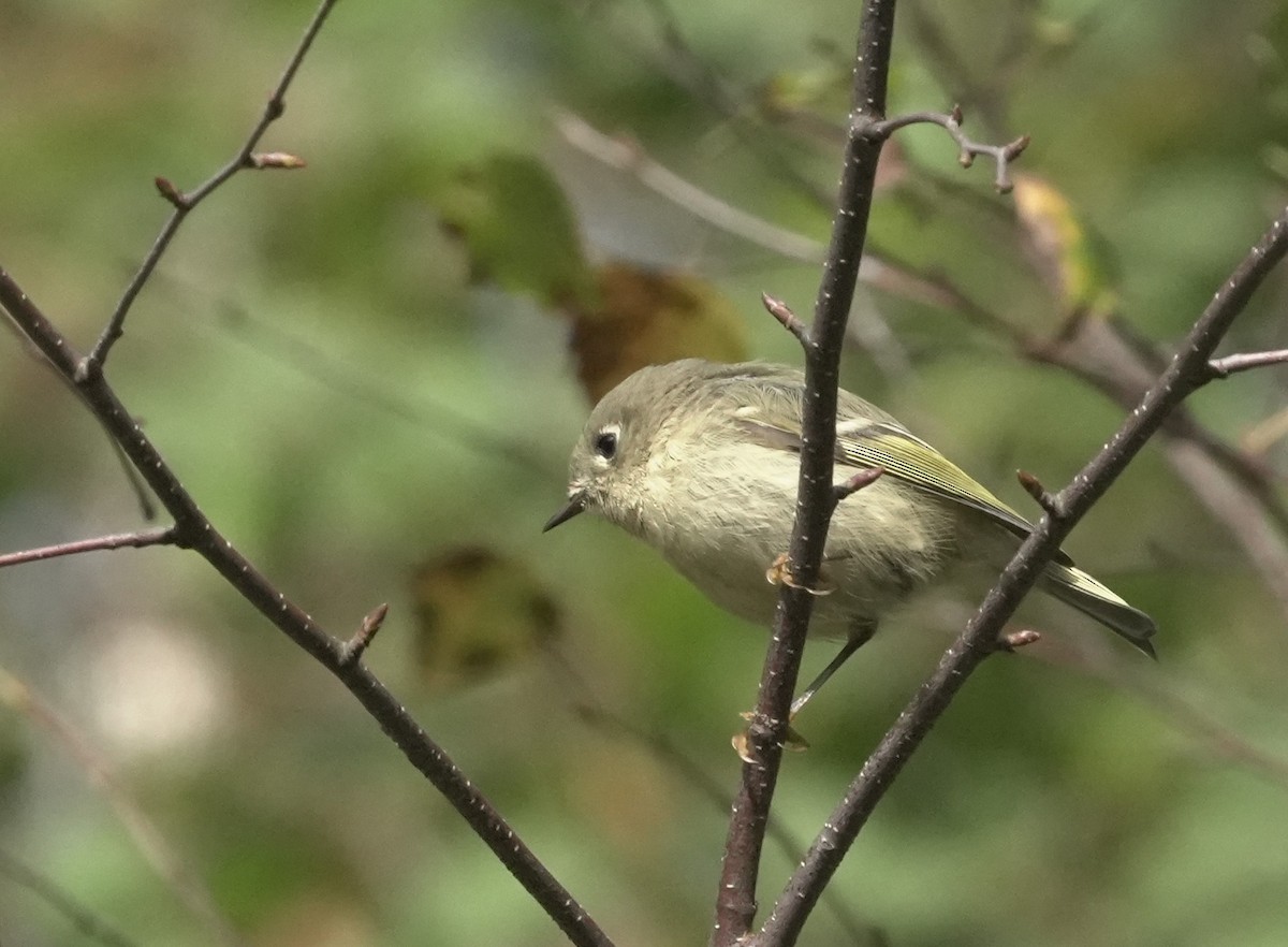 Ruby-crowned Kinglet - ML609836612