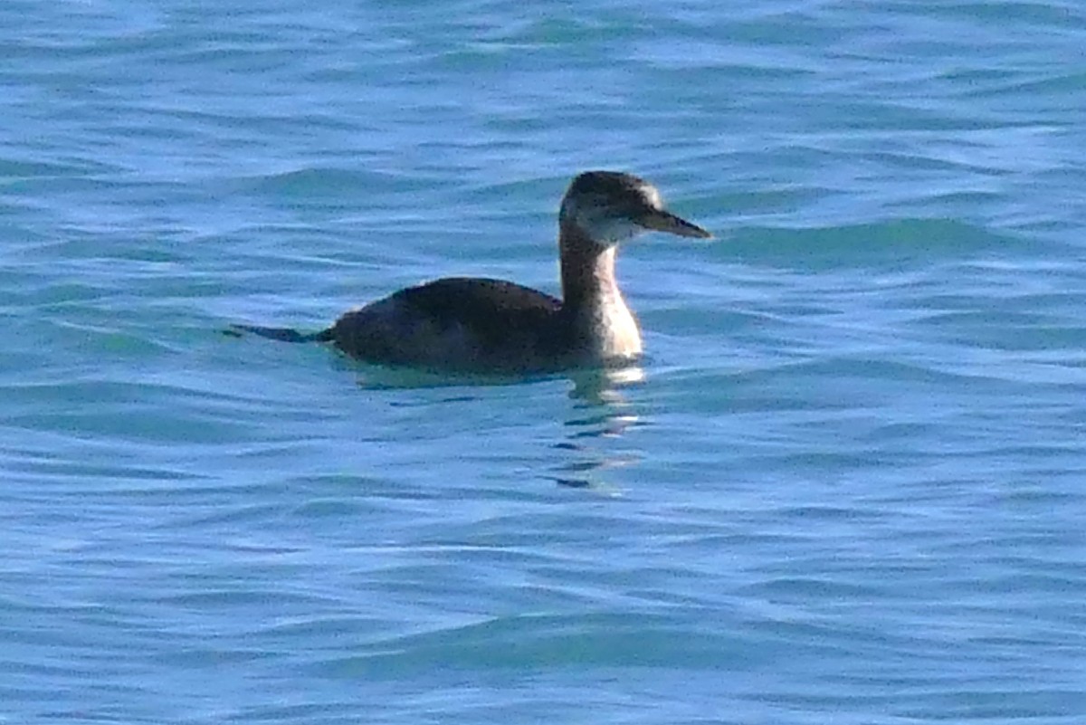 Red-necked Grebe - ML609836617