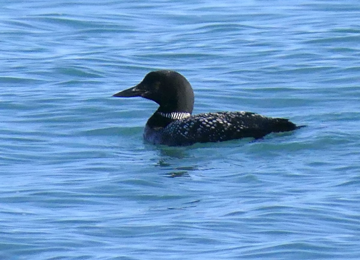 Common Loon - ML609836635