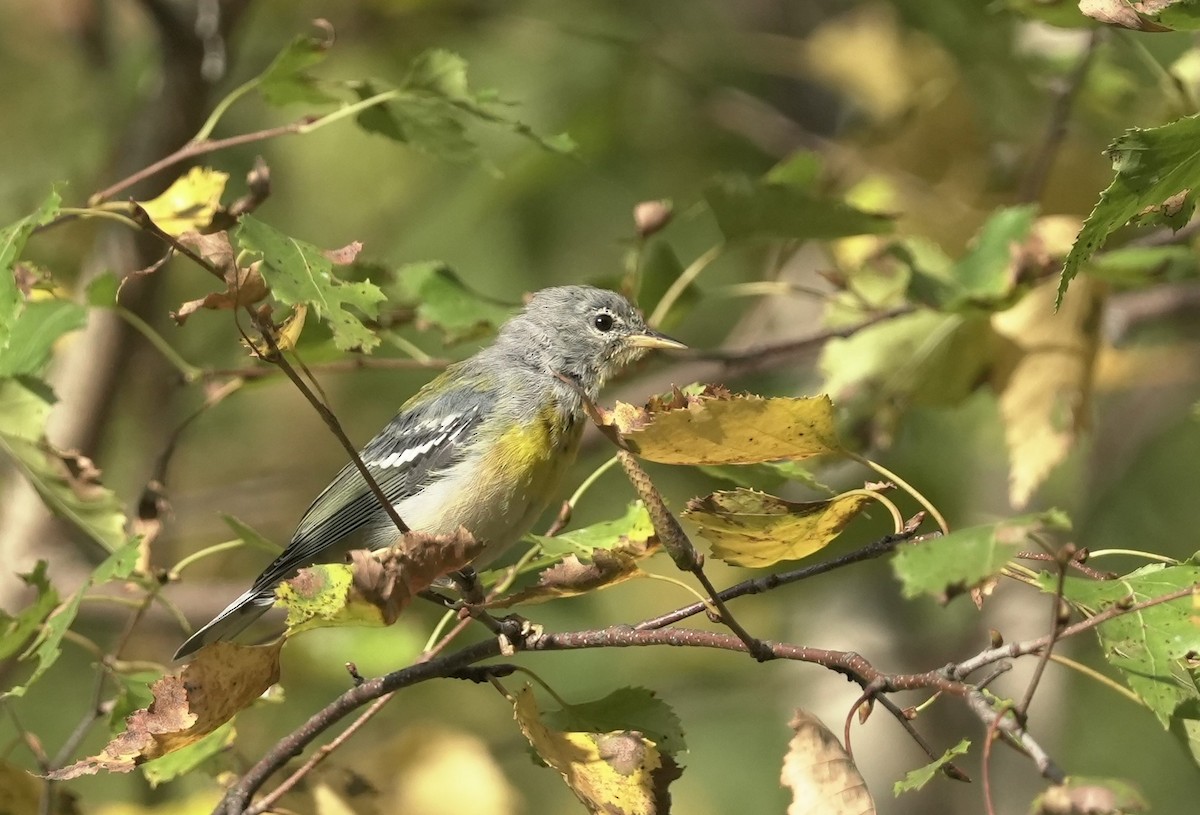 Northern Parula - ML609836647