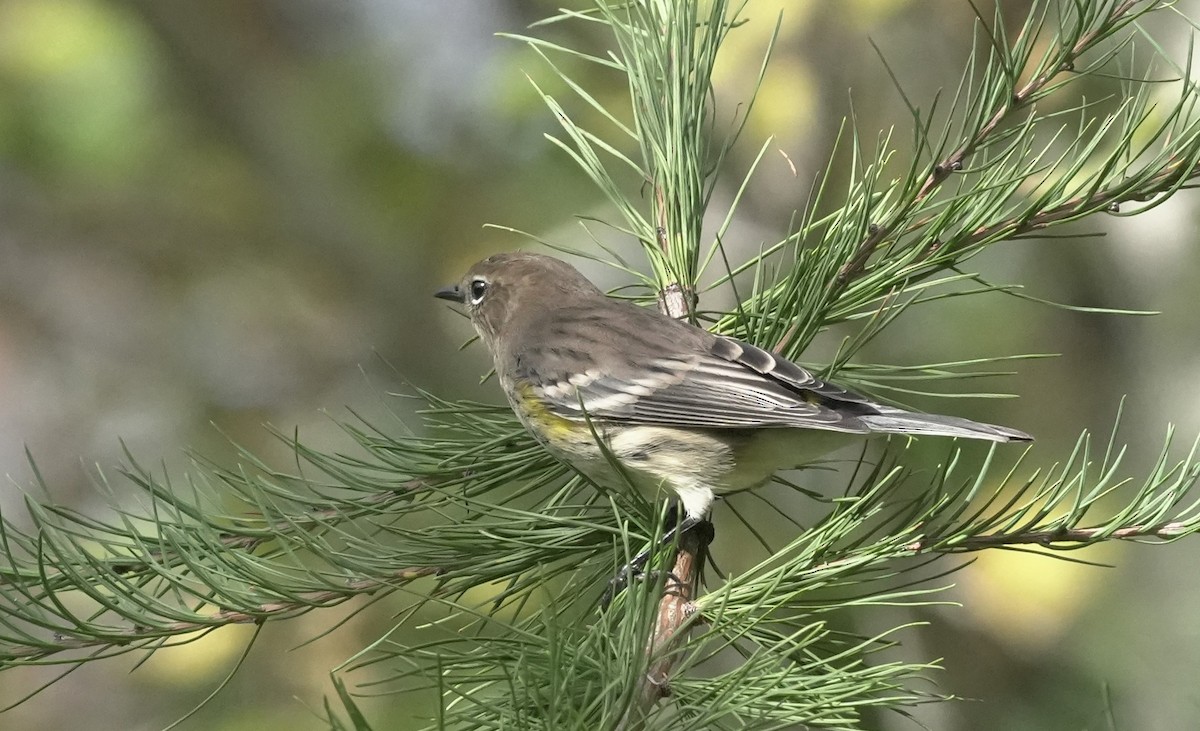 Yellow-rumped Warbler - ML609836652