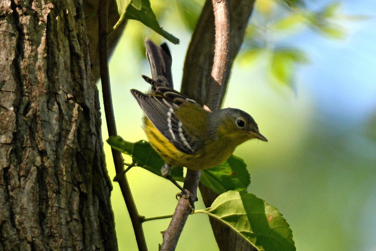 Magnolia Warbler - Jim Ivett