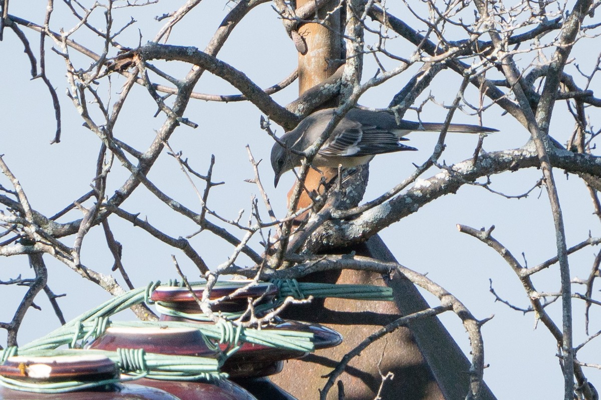 Northern Mockingbird - ML609836691