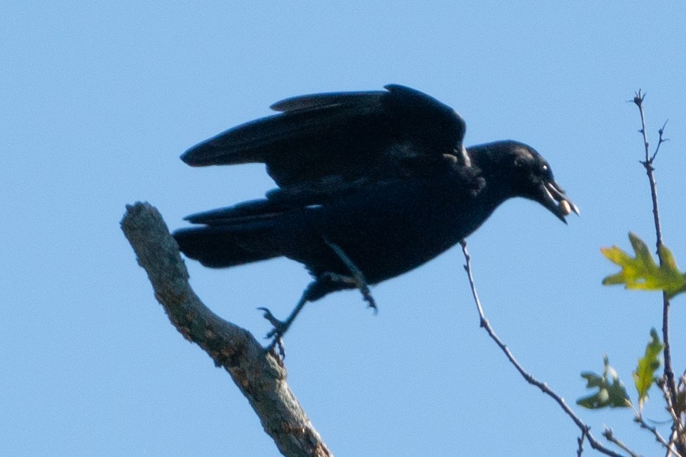 American Crow - ML609836711