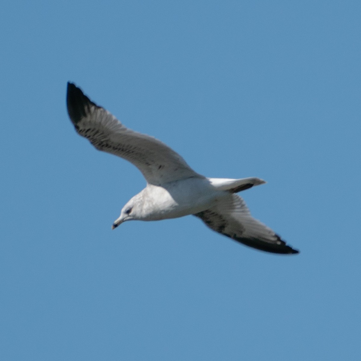 Ring-billed Gull - ML609836784