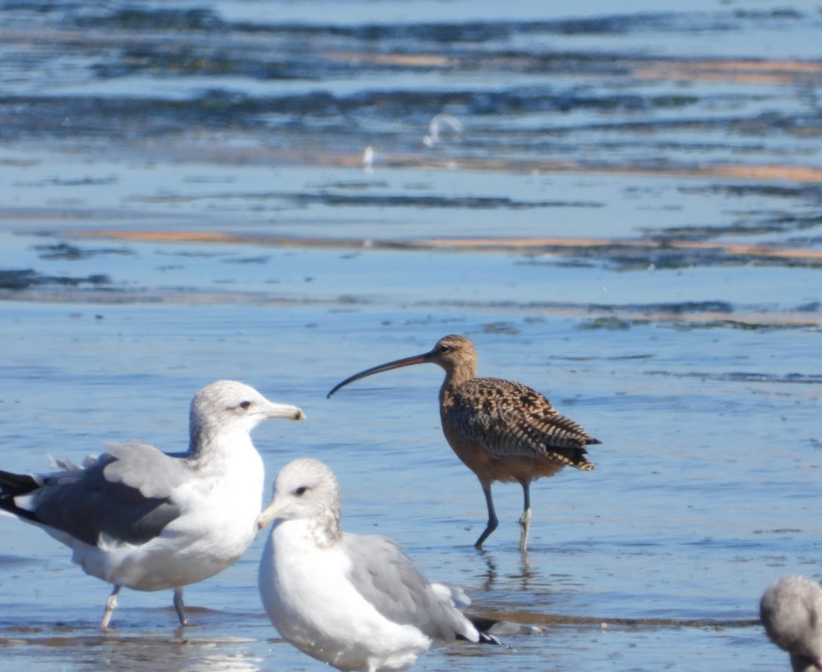 Long-billed Curlew - Brodie Cass Talbott