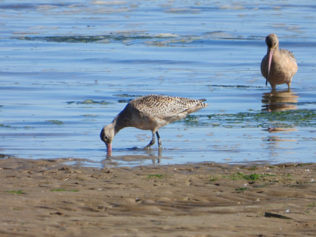 Marbled Godwit - ML609836806