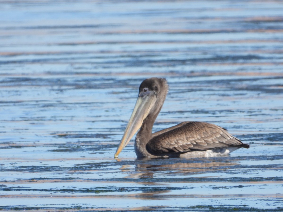 Brown Pelican - Brodie Cass Talbott