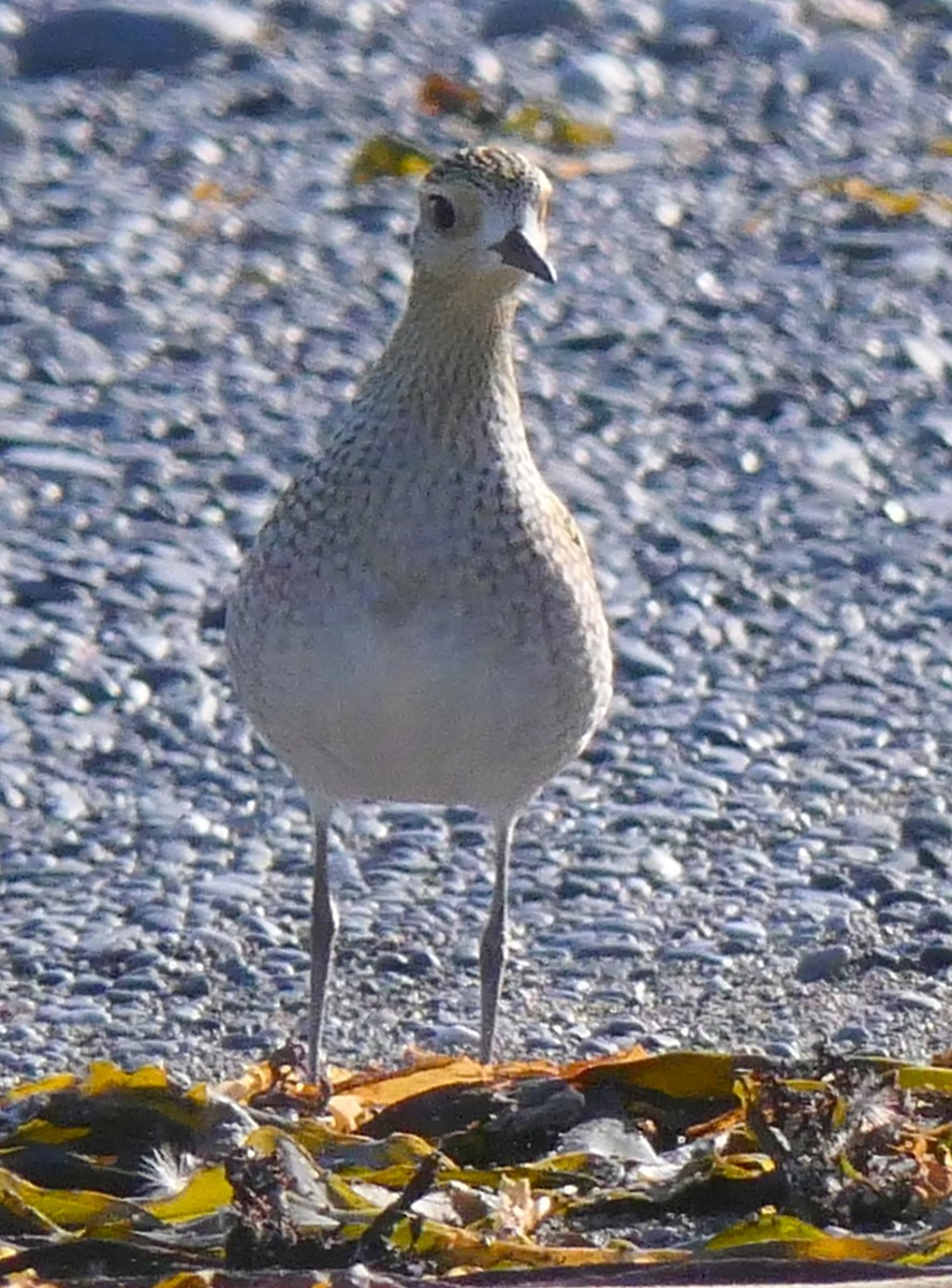 Pacific Golden-Plover - ML609836856