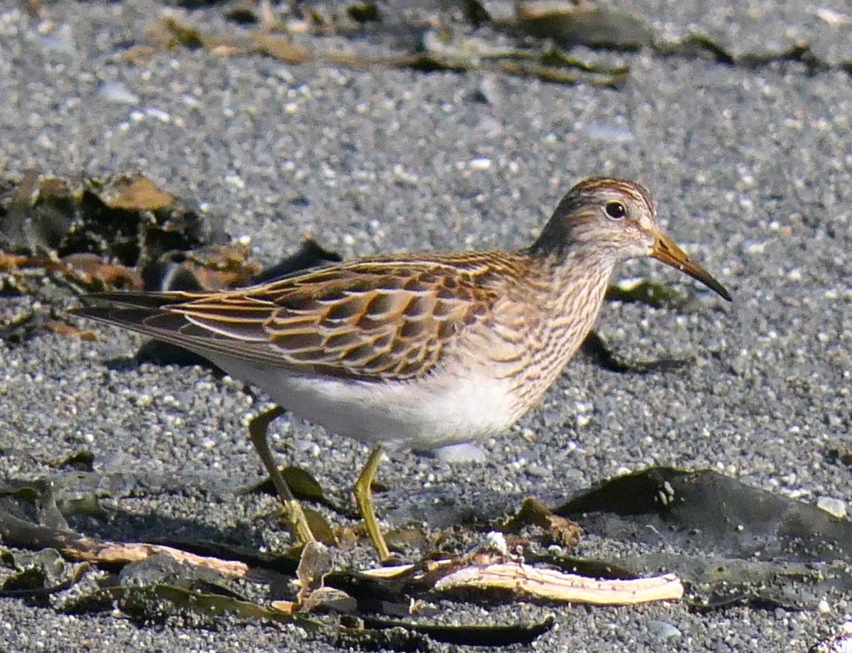 Bécasseau à poitrine cendrée - ML609836920