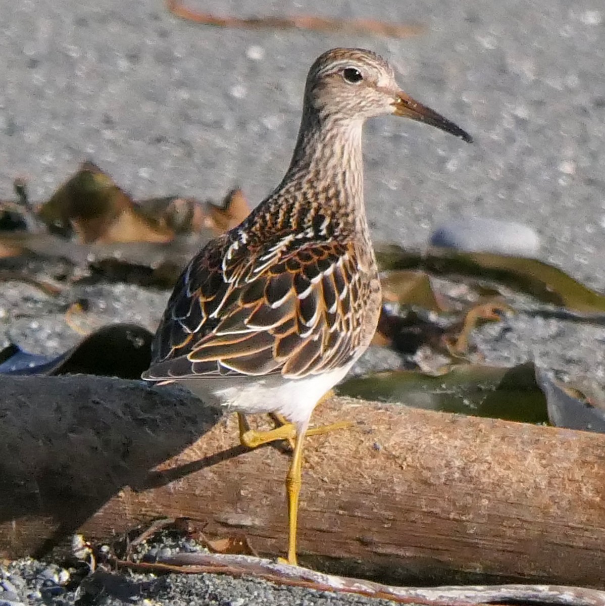 Pectoral Sandpiper - ML609836933