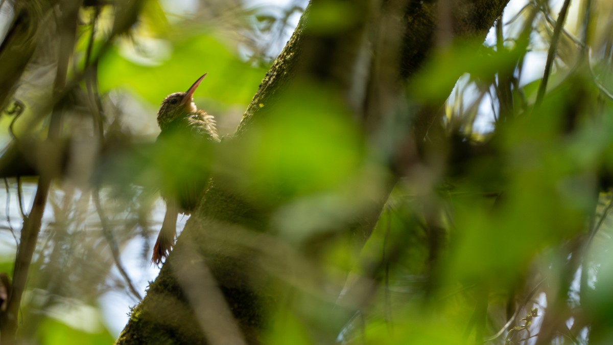 Ceara Woodcreeper - Javier Cotin