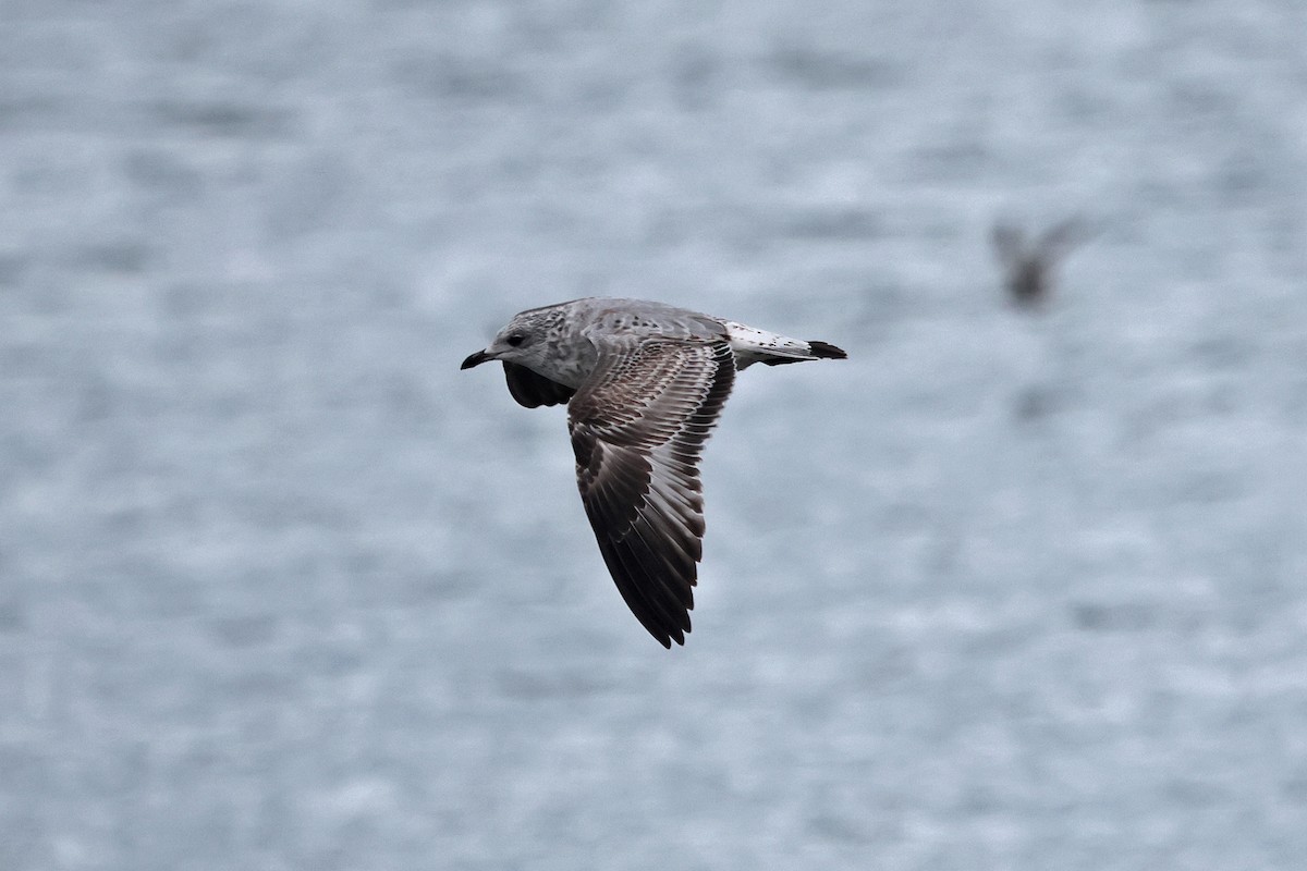 Ring-billed Gull - ML609837082