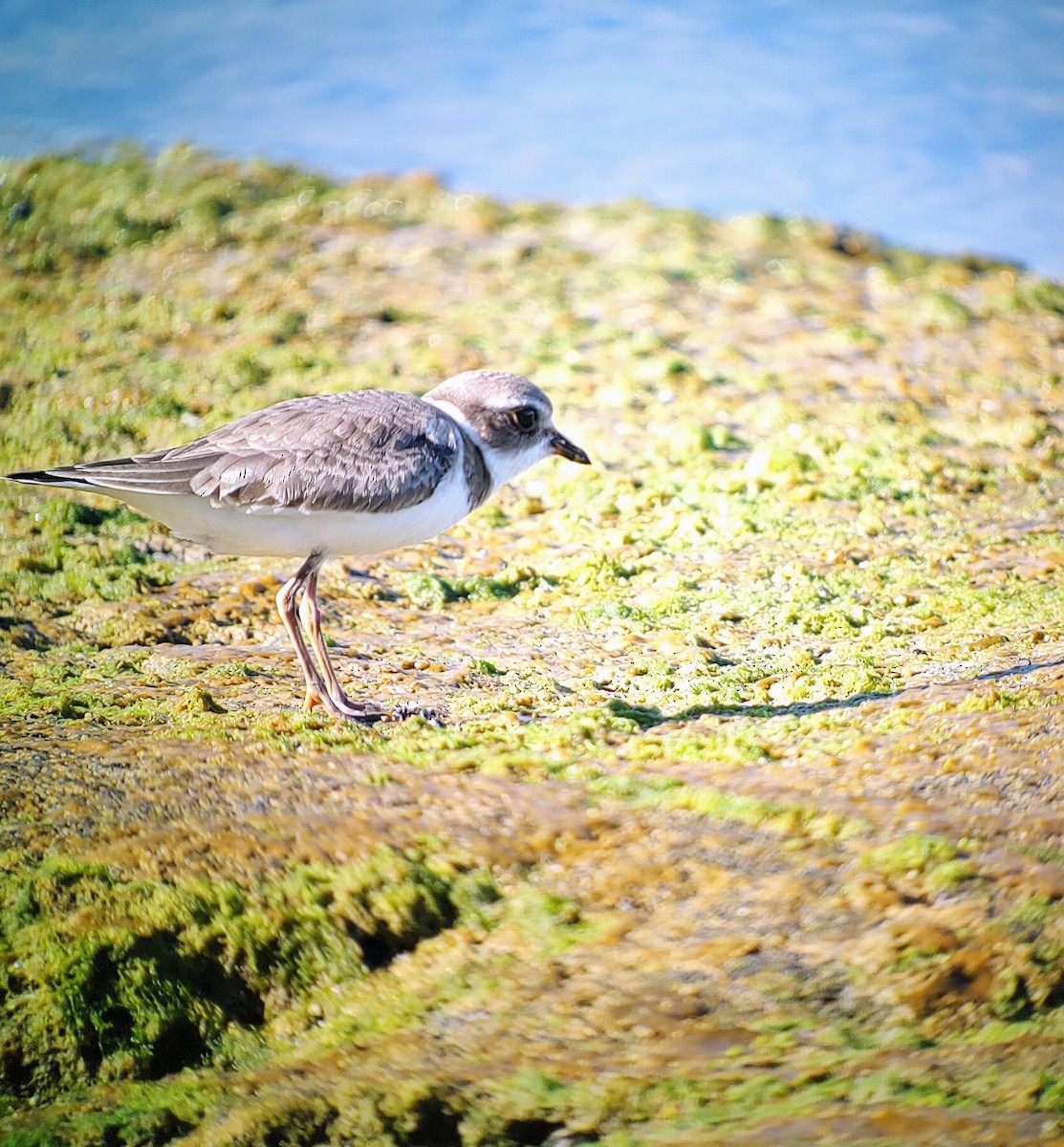 Semipalmated Plover - ML609837154