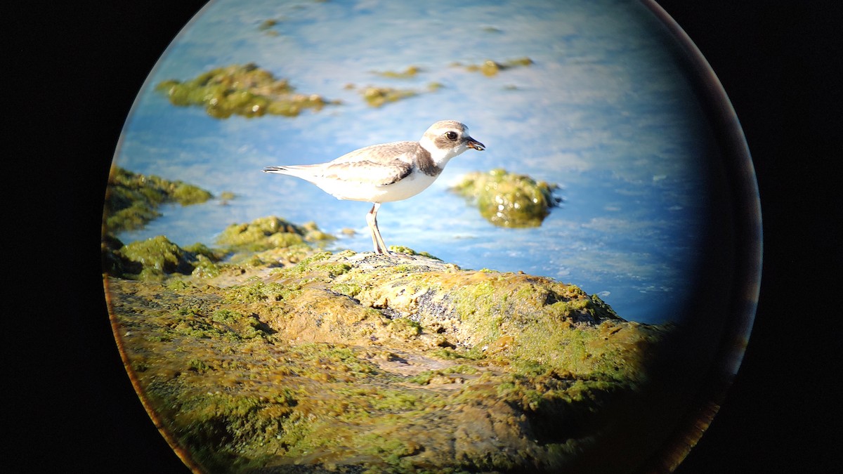 Semipalmated Plover - ML609837157