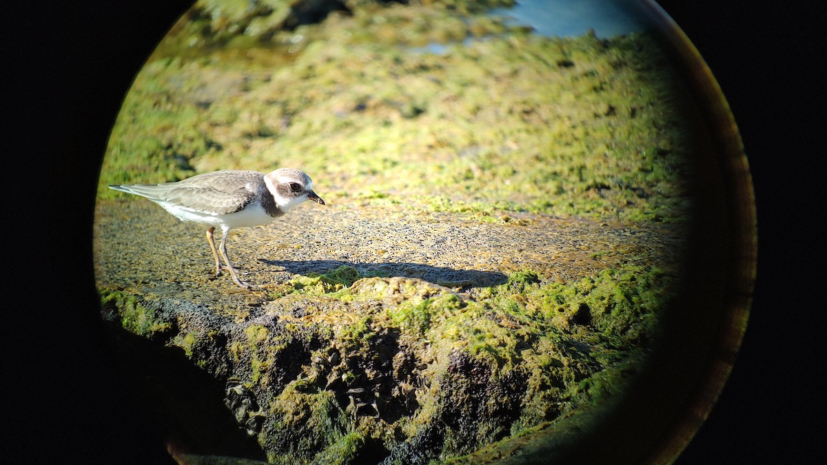 Semipalmated Plover - ML609837165