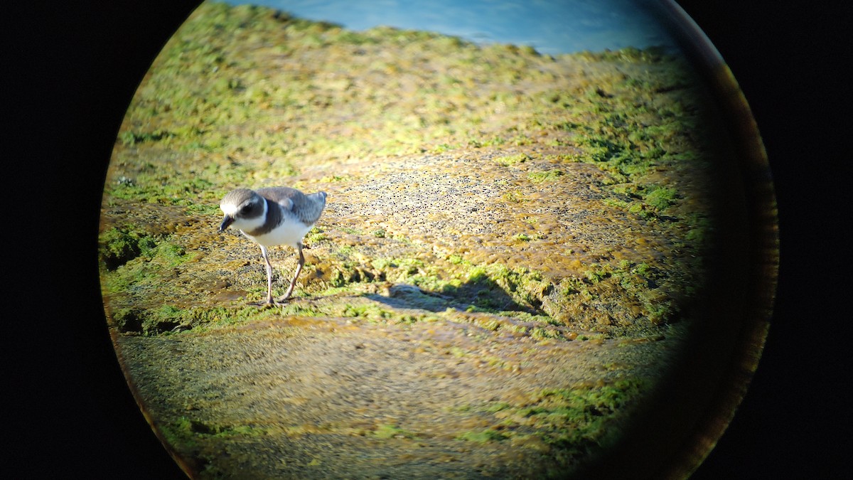 Semipalmated Plover - ML609837166